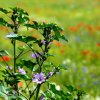 Tour 6: Naturpark Usedom